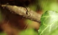 Spinne im Urwald